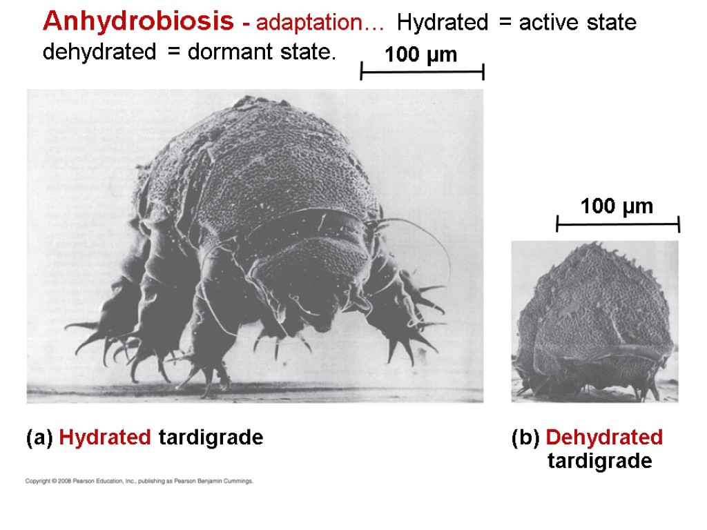Anhydrobiosis - adaptation… Hydrated = active state dehydrated = dormant state. (a) Hydrated tardigrade